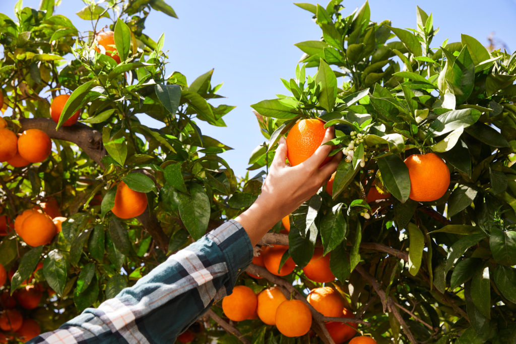 A hand picking an orange from a tree.