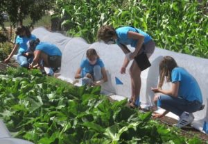 Youth volunteers harvest produce on a farm.