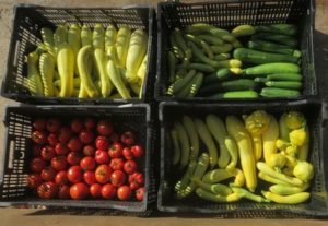 Fresh zucchini squash and tomatoes in black produce bins.
