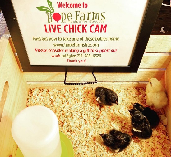 Young chickens make an appearance on the Earth Day livestream.