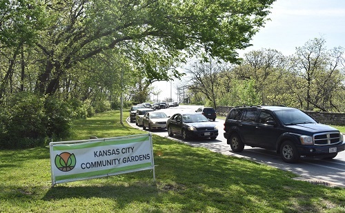 Cars waiting in line at the Kansas City Community Gardens plant distribution site.