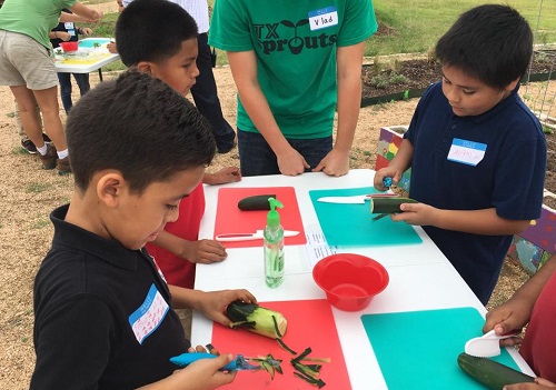 Kids cutting vegetables in the school garden