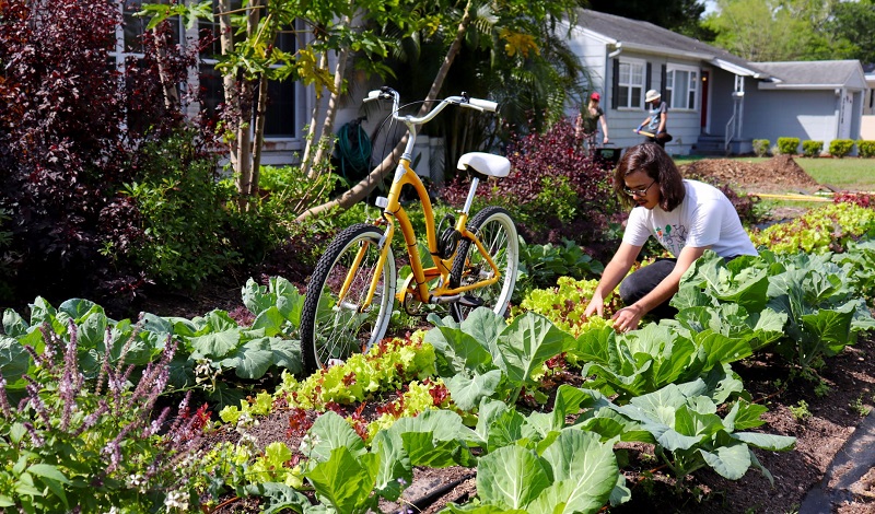 A farmer harvests vegetables on a sunny day.