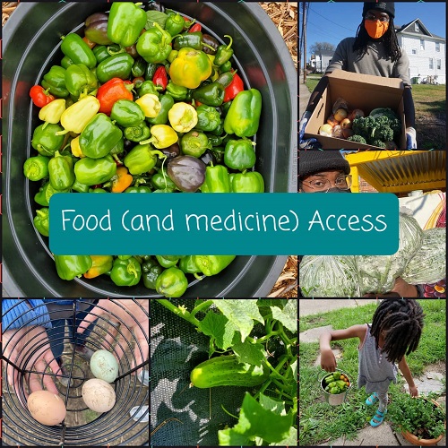 A collage of photos showing vegetables and eggs produced on a small farm.