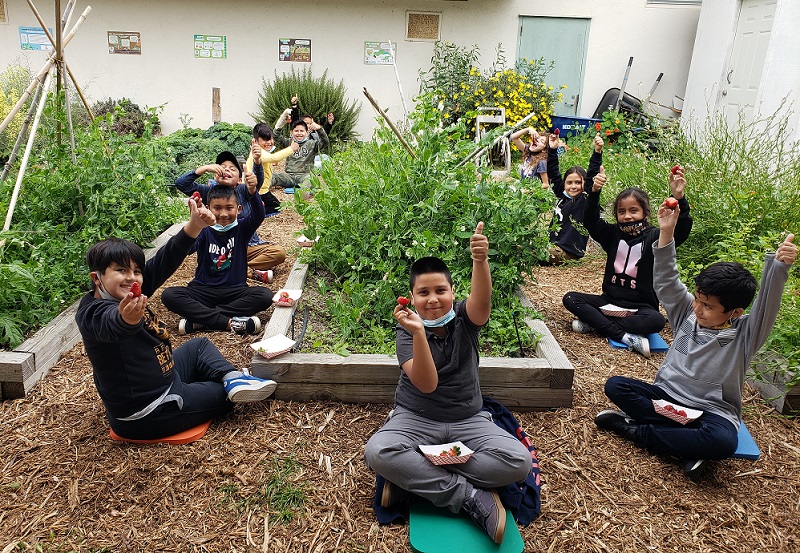 Kids smile eating strawberries in the school garden