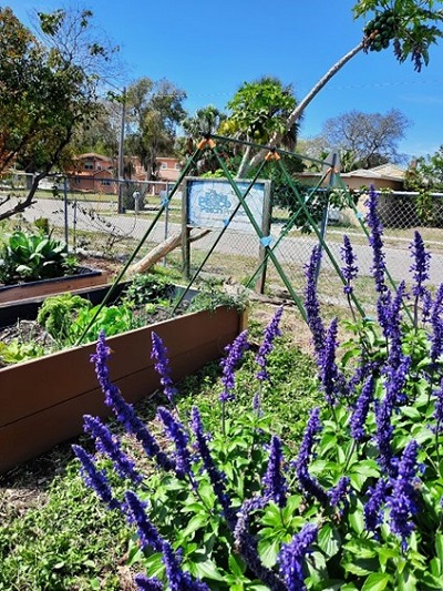 Purple flowers bloom in R'Club's learning garden.