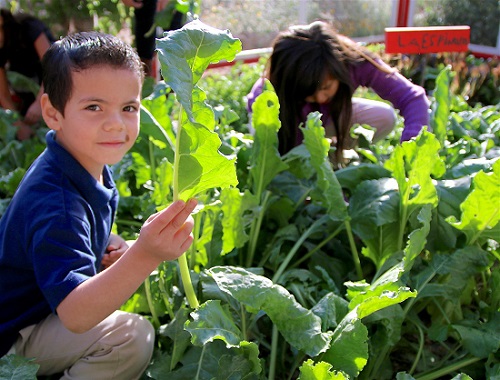 A young boy holds up a large green leaf in the garden