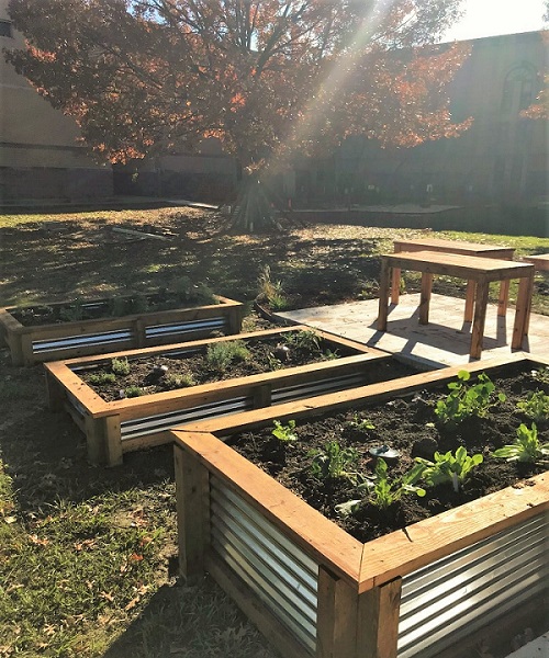 The new raised garden beds are filled with young plants and seen here in the afternoon autumn sun.